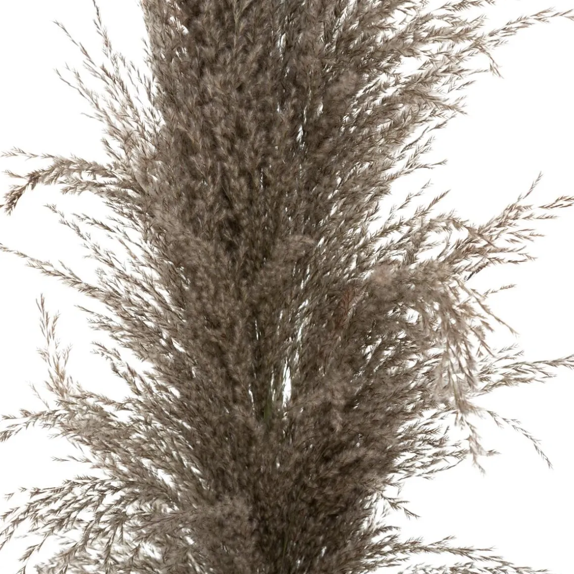 3 fleurs séchées "Pampa brune"