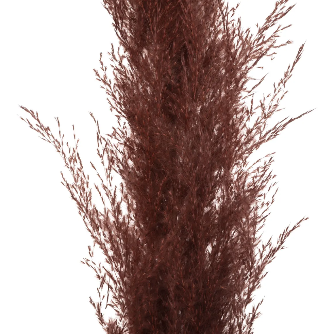 3 fleurs séchées "Pampa naturelle"