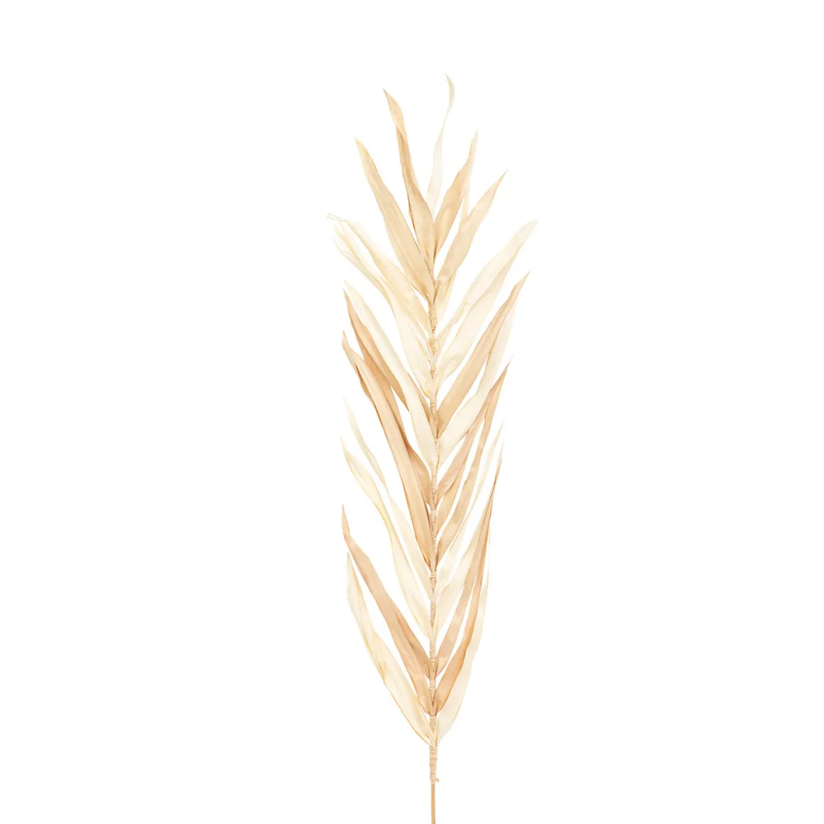 Lot de 3 tiges de palmier "Ova"