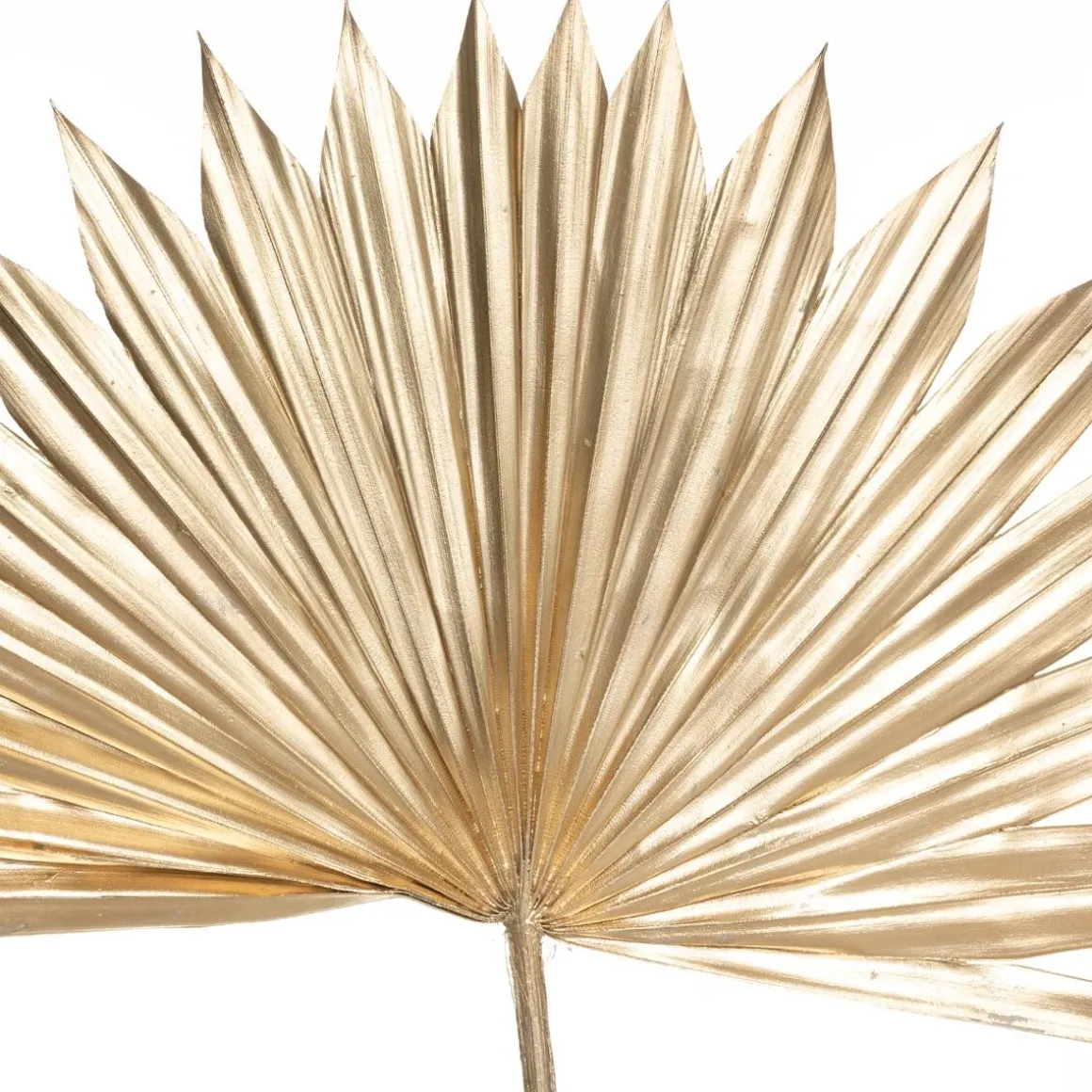 Lot de 3 tiges "Suite" plante séchée