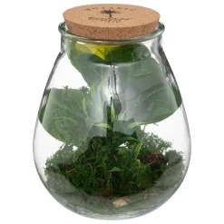 Terrarium "Bota", verre